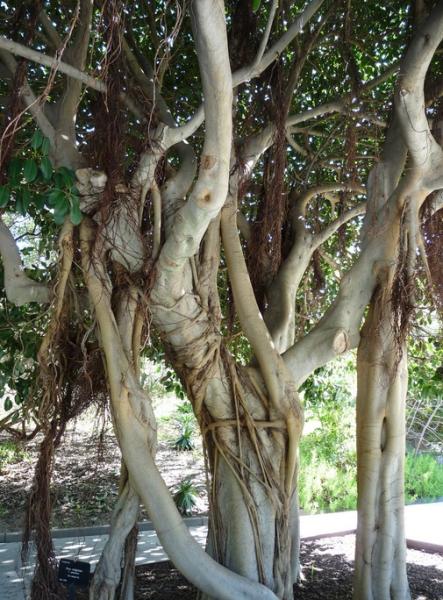 Tree in the Botanic Gardens