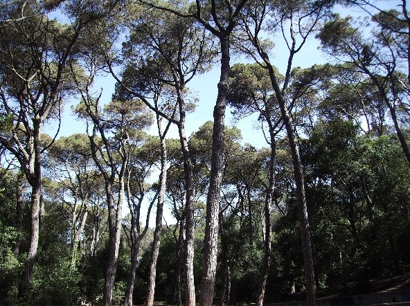 Pines of the Collserola