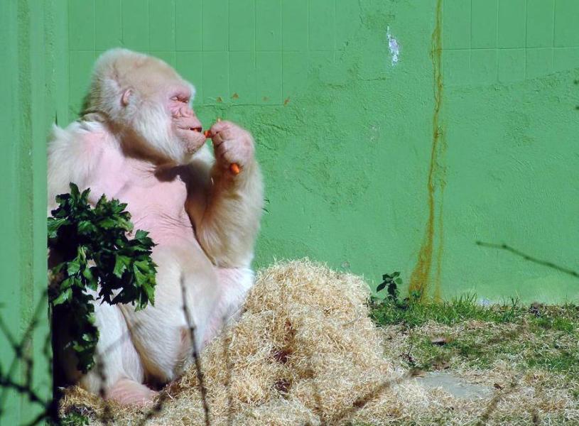 Copito de Nieve 2003(Gorila albino en el Zoo de Barcelona)