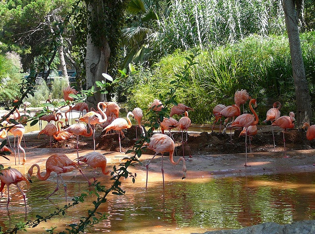 Flamingos in the zoo