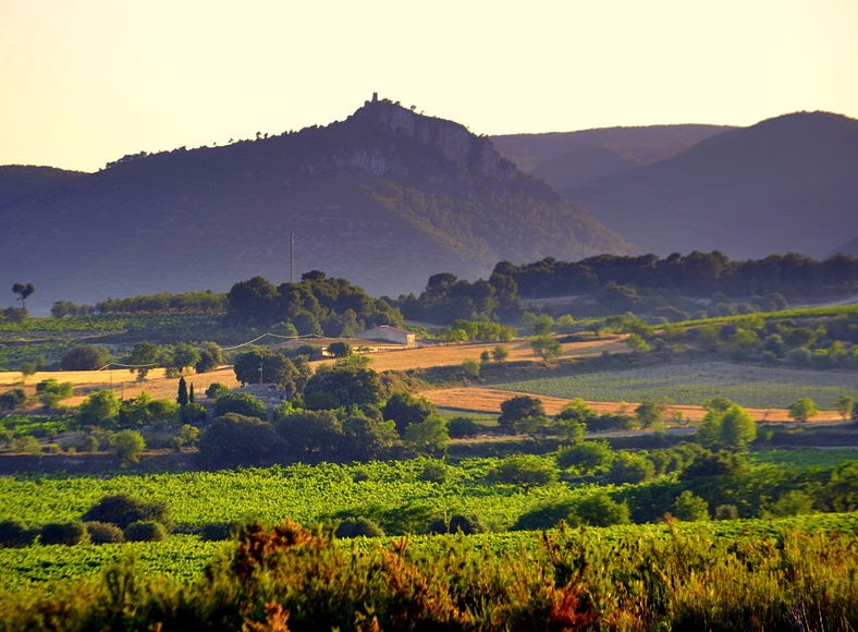 The vines of Penedès