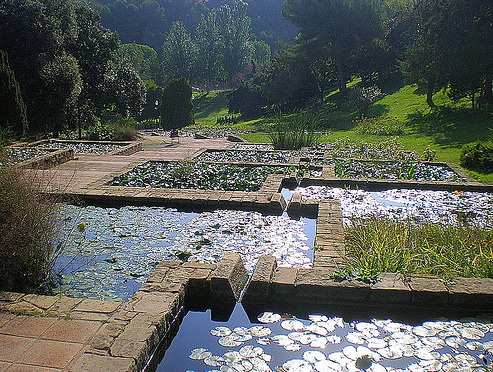 Waterlily ponds