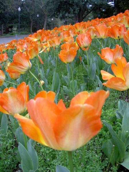 Tulips in the garden