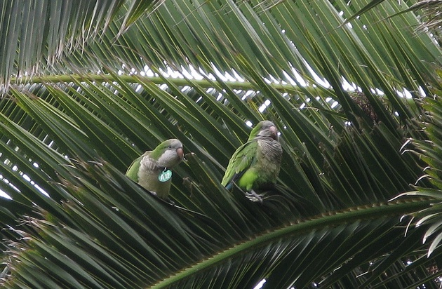 Barcelona parrots in the palms