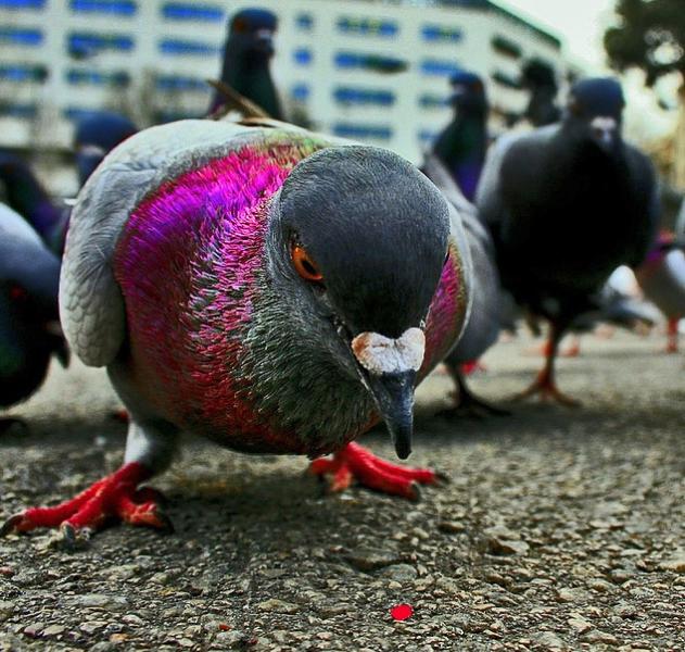 Pigeon in Plaça de Catalunya