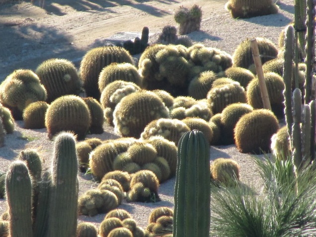 Cacti in the garden