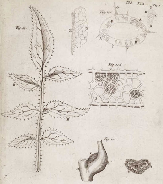 Illustration from Malpighi''s botanical studies Illustration from Malpighi''s botanical studies