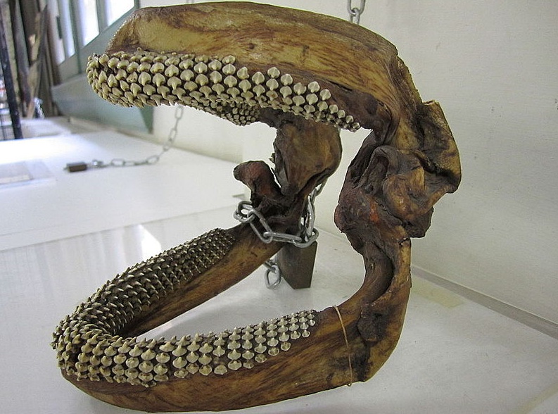 The Museum's Jaws of a Ray Fish