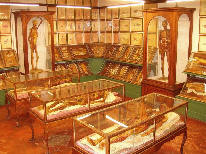 Wax models in La Specola Wax models in La Specola