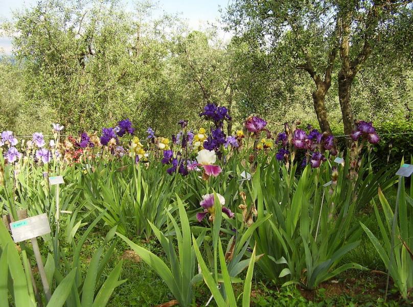 Giardino dell'Iris Giardino dell'Iris