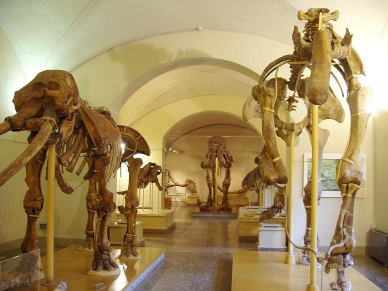 Geology and Palaeontology Section Geology and Palaeontology Section