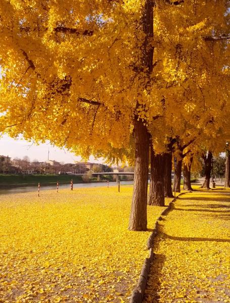 Gingko biloba trees in the Cascine