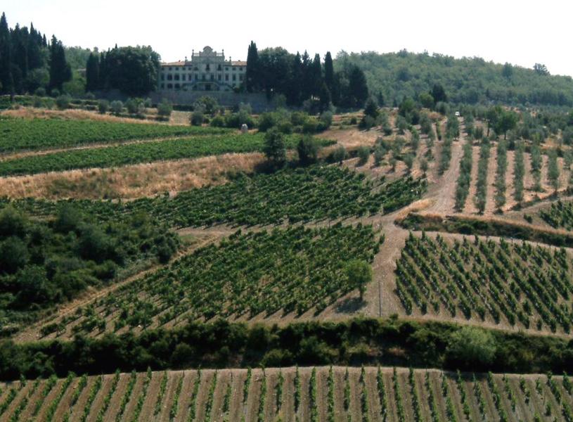 Chianti vineyards