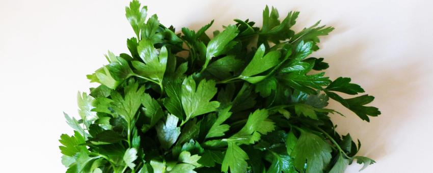 Herbs: parsley in a bunch