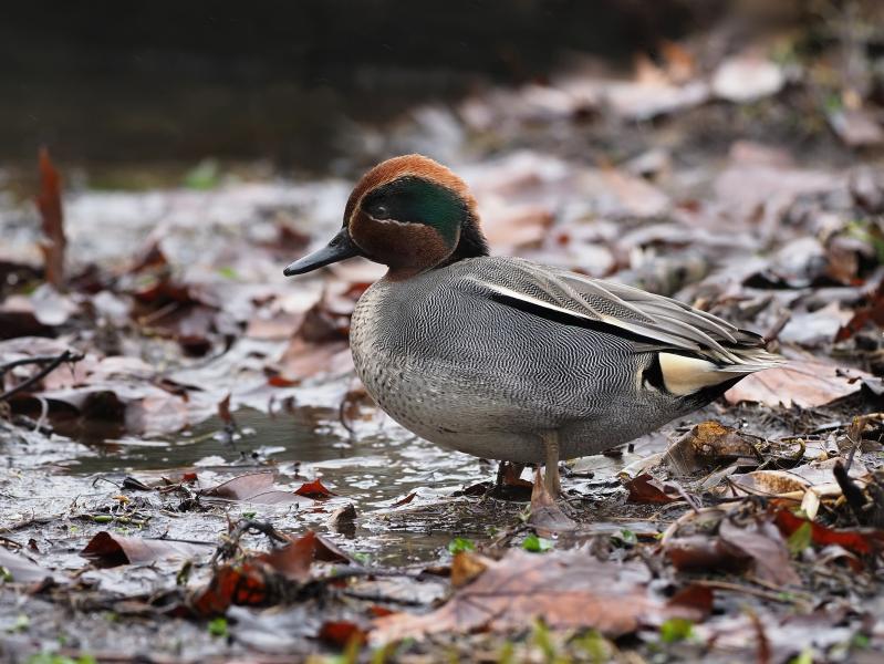 Sarcelle d'hiver (Anas crecca) ♂, Parc de Woluwé, Bruxelles