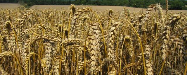 Wheat ears