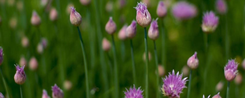 Photo of chives and flowers with small DOF.