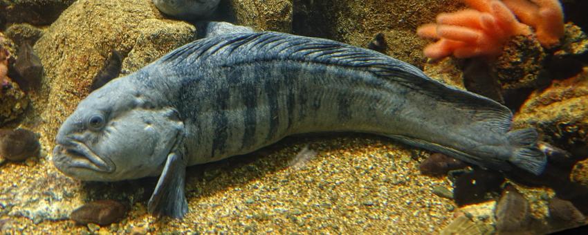 The Atlantic wolffish is a marine fish of the wolffish family Anarhichadidae, native to the North Atlantic Ocean.