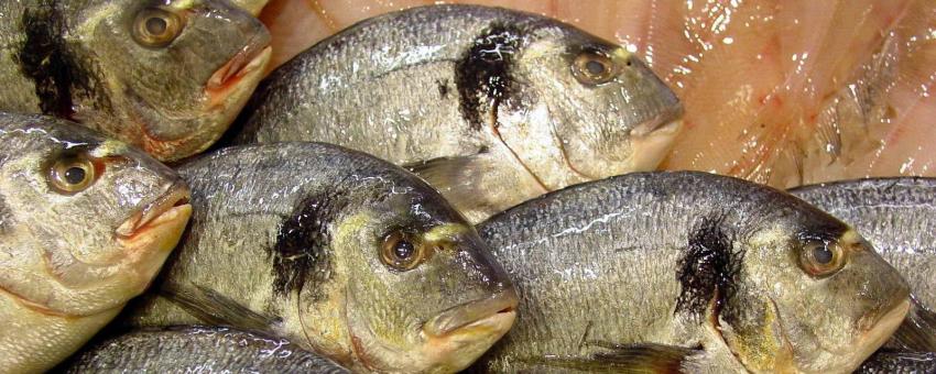 Gilt-head bream (Sparus aurata), a species of fish of the bream family Sparidae found in the Mediterranean Sea and the eastern coastal regions of the North Atlantic Ocean