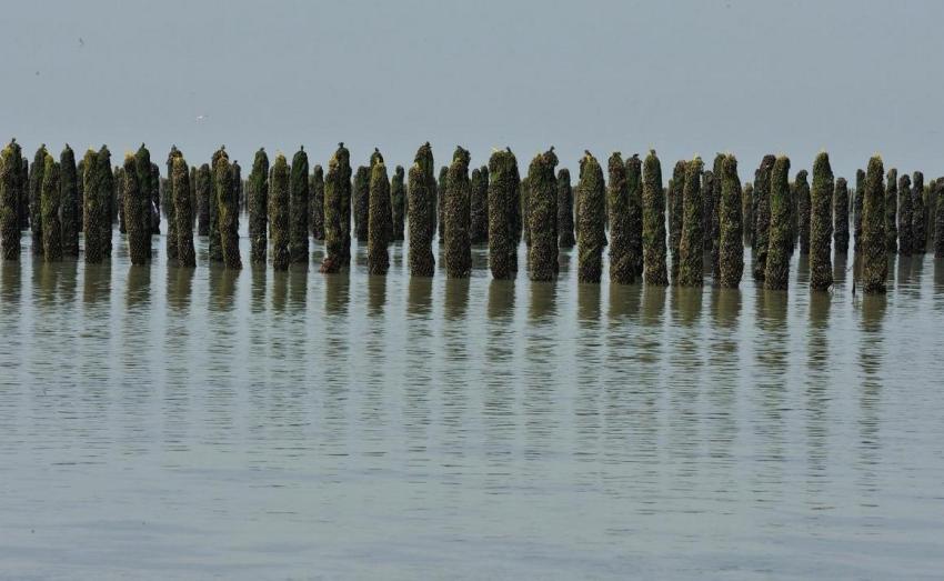 Bouchots de moules à Agon-Coutainville (Manche)