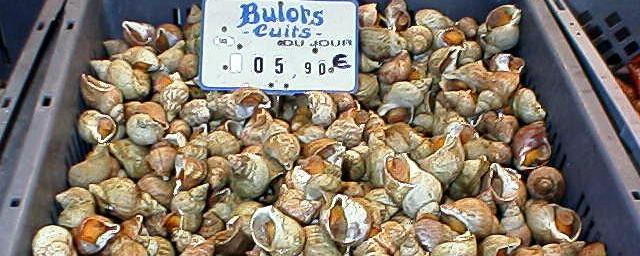 Gekookte wulken (bulots)