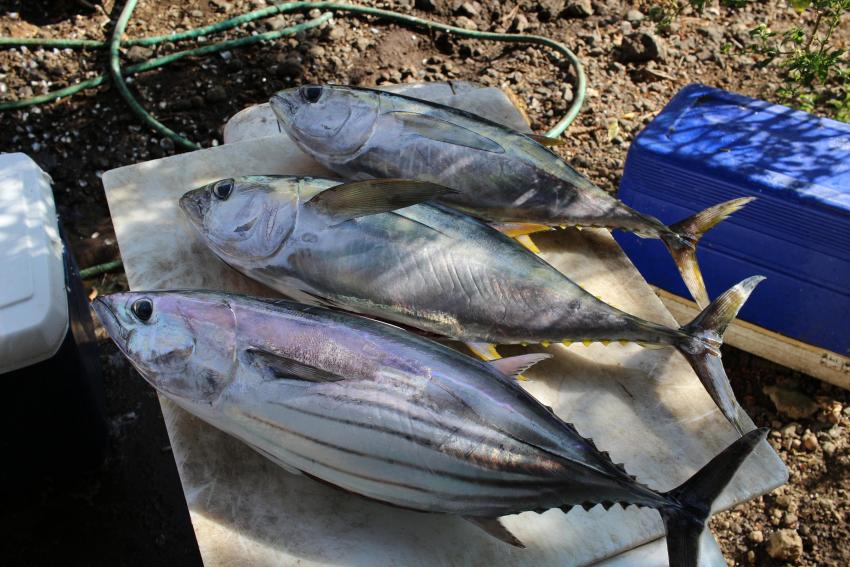 Two Yellowfin and One Skipjack Tuna