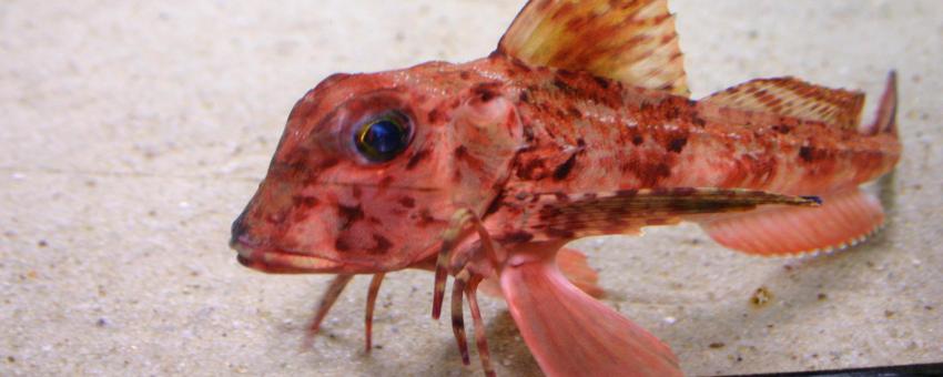 This one walked around on little spindly legs!
It is a Red Gurnard (Chelidonichthys cuculus).
