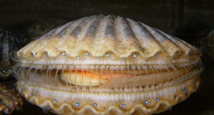 A live individual of Argopecten irradians, the Atlantic Bay scallop, photographed at the Marine Biological Laboratory in Woods Hole