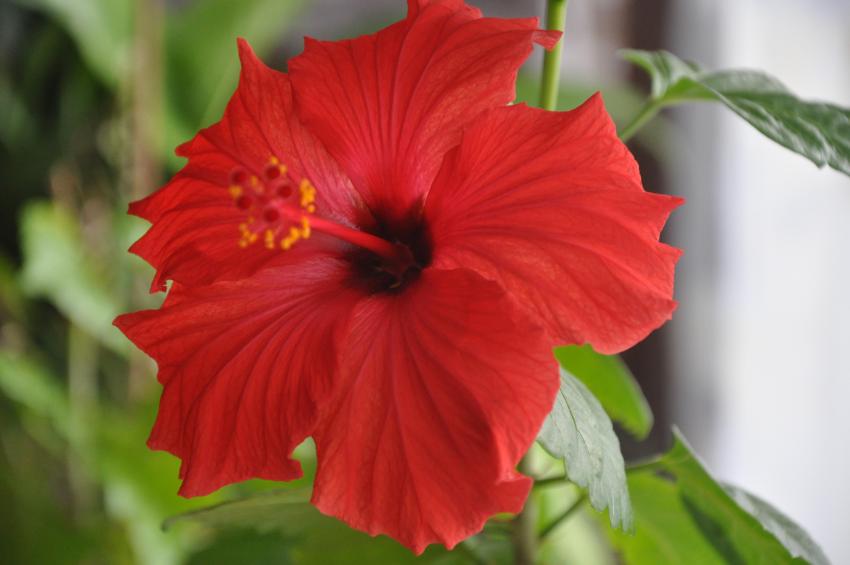 Flower of hibiscus.