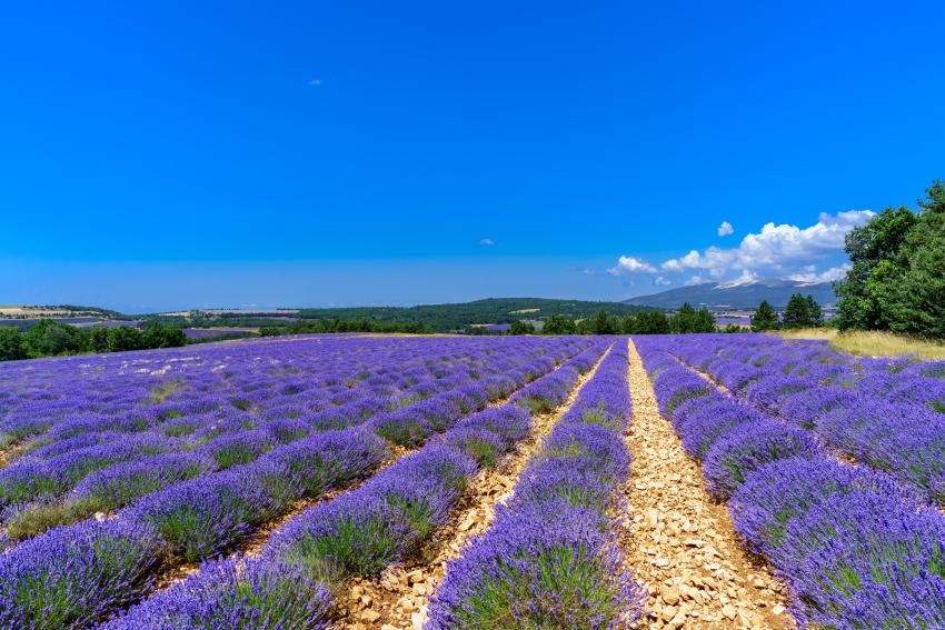 Lavendel - lavande - lavender