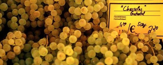 chasselas grapes