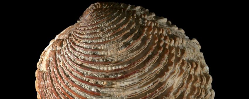 Warty venus from Roscoff, Brittany, France. Collected in 1985.