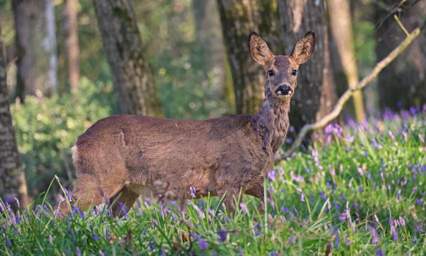 Roe deer in woodland, France