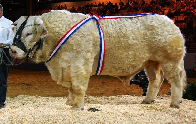 Charolais bull at an exhibition (Salon de l'Agriculture, Paris, 2010)