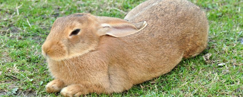 Oryctolagus cuniculus, Ufenau island on Zürichsee (Lake Zürich) in Switzerland