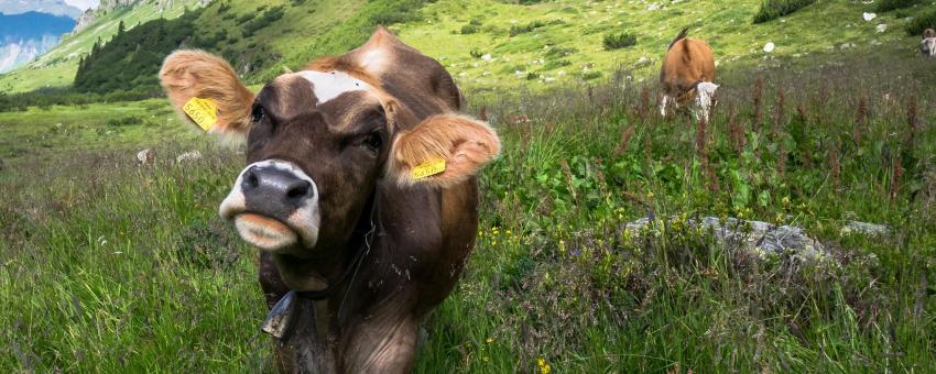 Cattle in the Kops and Zeinis lake area. Vorarlberg, Austria