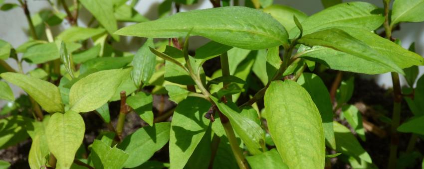 Persicaria odorata