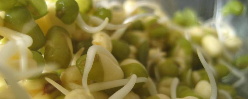 bean sprouts!