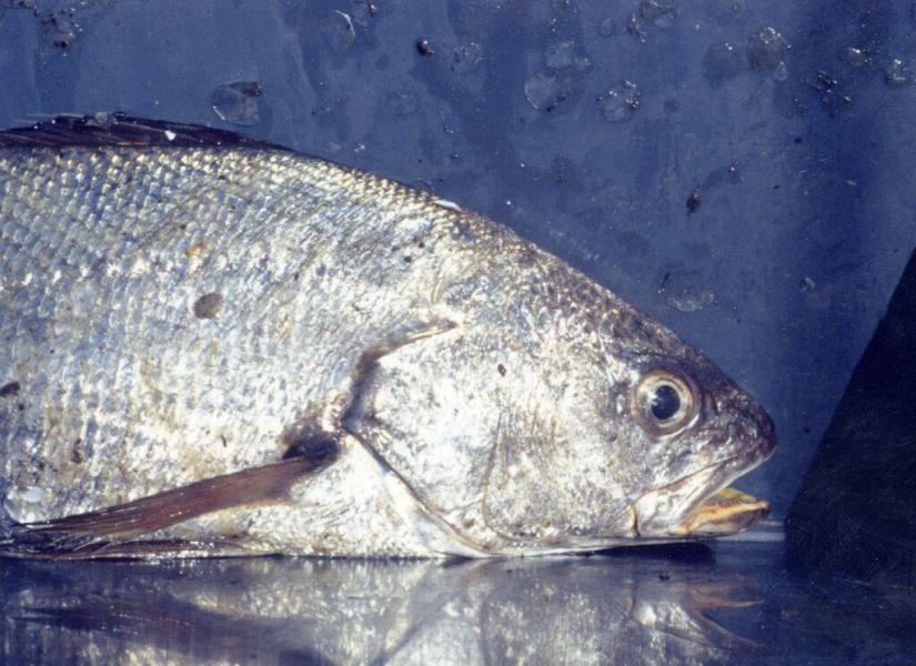 Argyrosomus regius