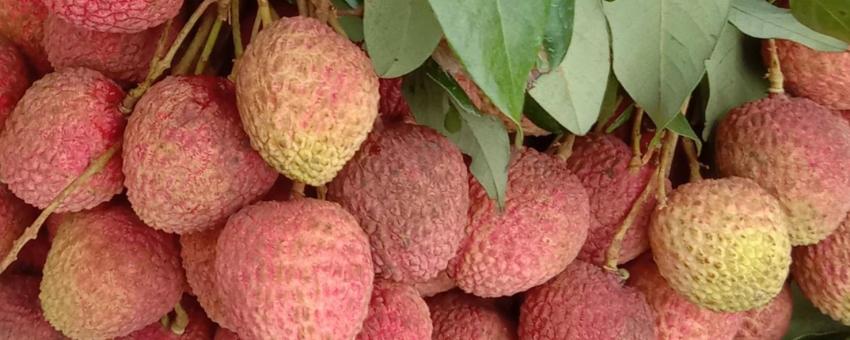 Lychee fruits at a market in West Bengal, India. Photo taken in June 2022.
