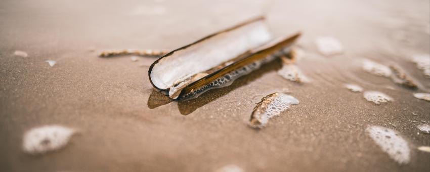 There are literally millions of razor clams on Formby Beach this is just one of them sitting there in the rising tide