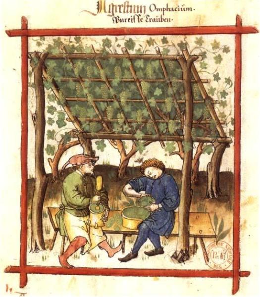 Grünernte von Weintrauben. Aus dem Handbuch der Familie Corutti in Verona um 1375