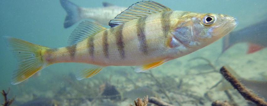 European perch