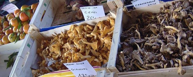 Champignons au marché de Salon-de-Provence