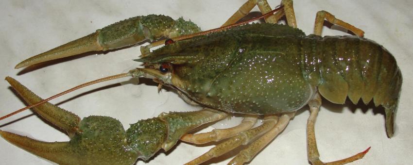 An enormous crayfish (Astacus leptodactylus), Moscow, Russia