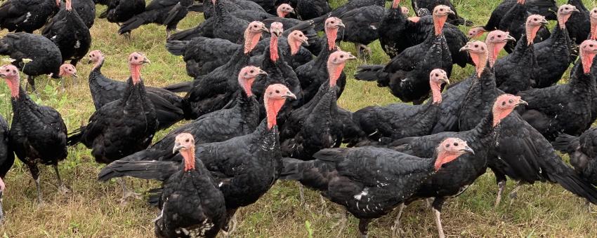 Group of Bresse turkeys on a meadow along Granges-Neuves way in Saint-Genis-sur-Menthon, France.