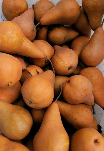 Bosc Pears, from Portland Farmers Market
