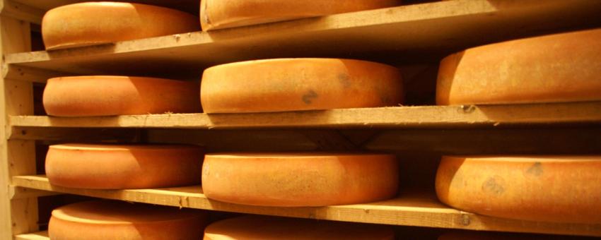 Wheels of gruyère ripening cellar (protected by IGP_Indication Protected Geographical name), Vosges - Jura - French Alps