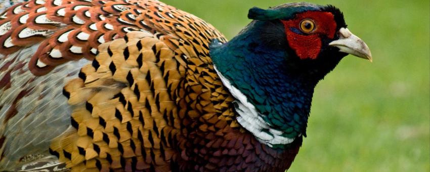 Close up of the head and body of a Common Pheasant.