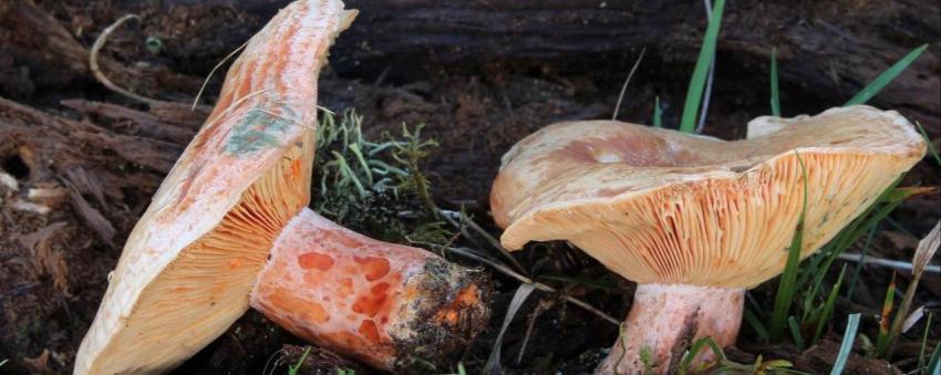 barigoule mushrooms